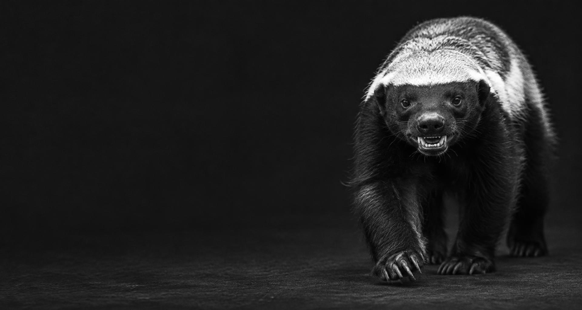 A fearless honey badger, staring you down
